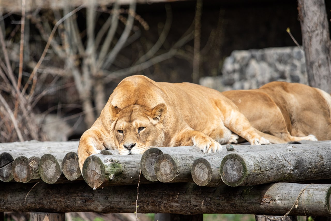 Київський зоопарк прийняв біженців з інших звіринців України: неймовірно милі фото