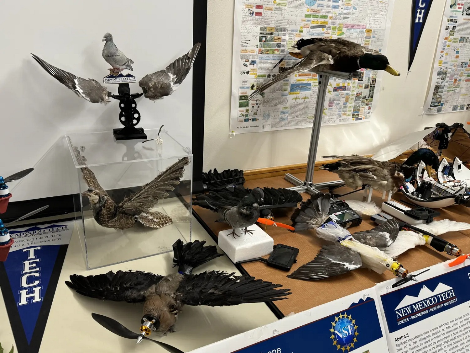 Это шокирует: американские ученые создают дроны-зомби из птиц