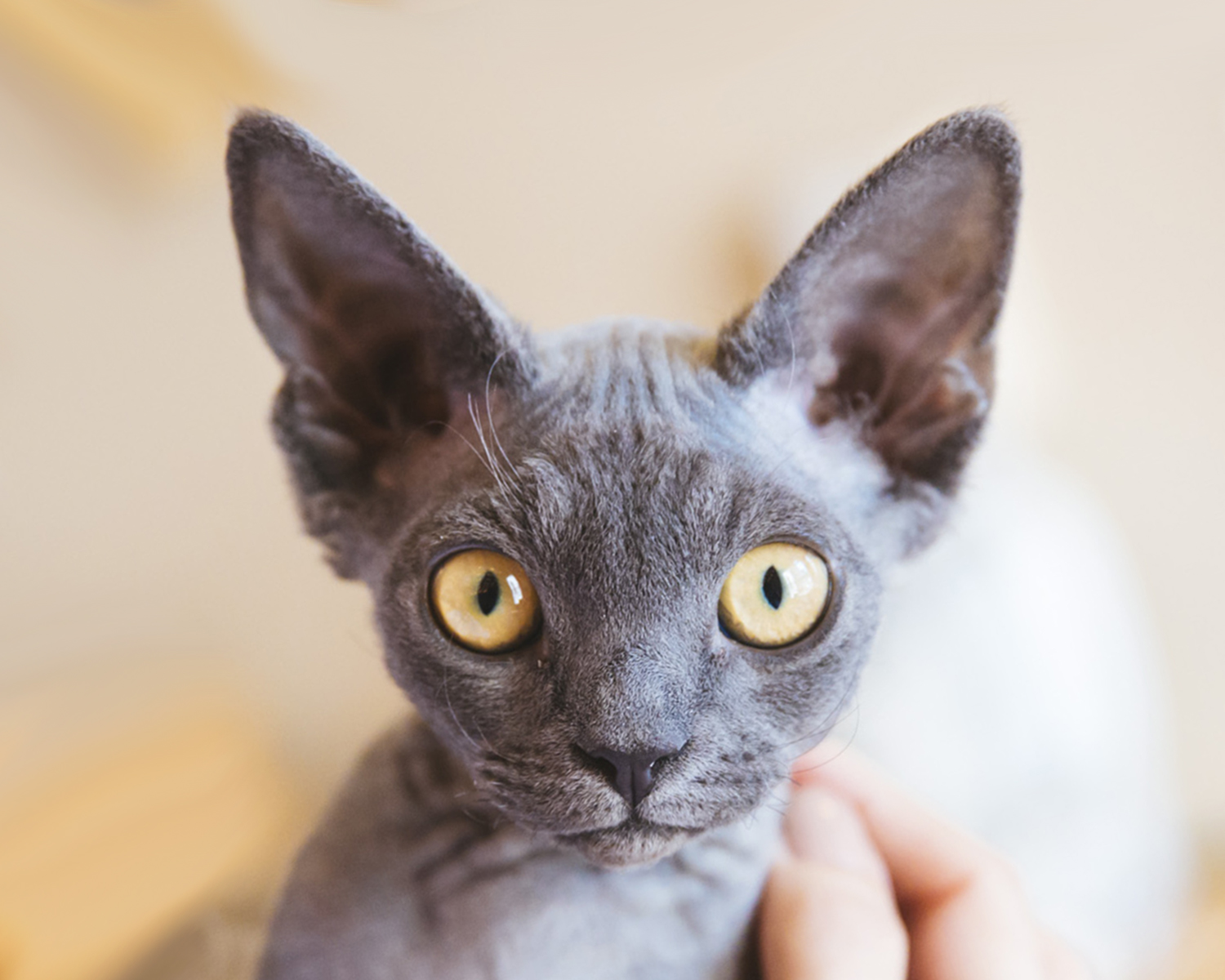 Топ 5 порід котів, які не линяють: ідеально підійдуть для життя у квартирі (фото)