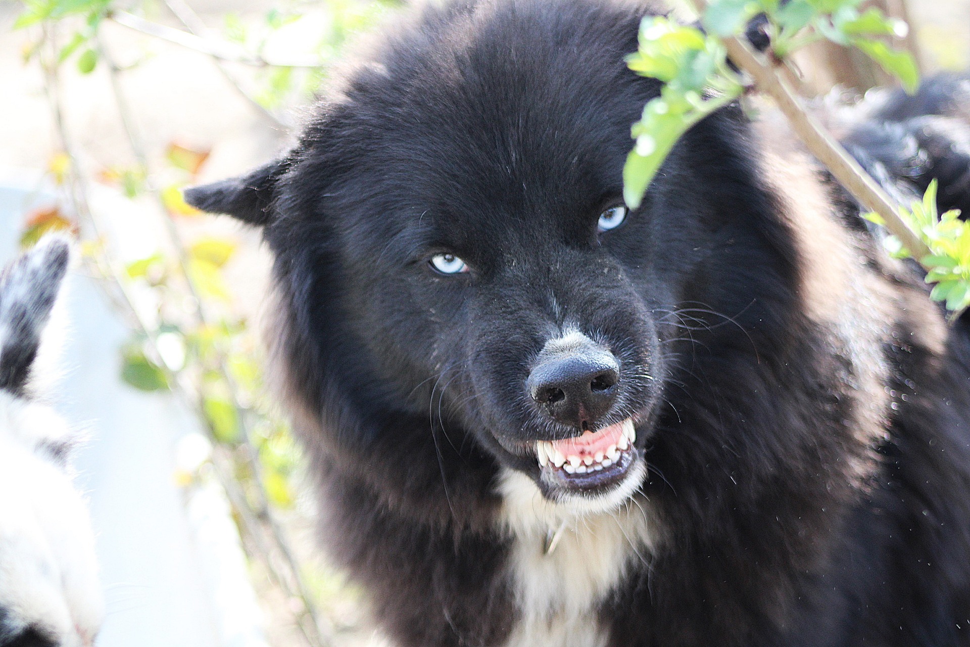 Эти признаки покажут, что ваша собака тайно вас ненавидит