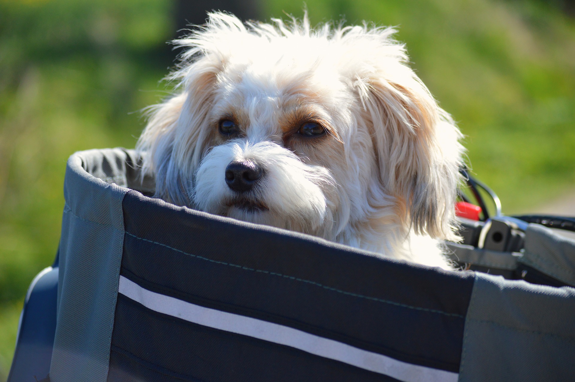 10 самых маленьких пород собак в мире: от популярных до малоизвестных