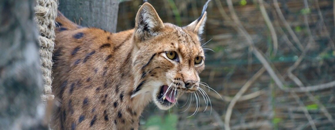 &quot;Пушистый умилянт&quot;. В Карпатах заметили &quot;краснокнижное&quot; животное, прогуливавшееся у границы
