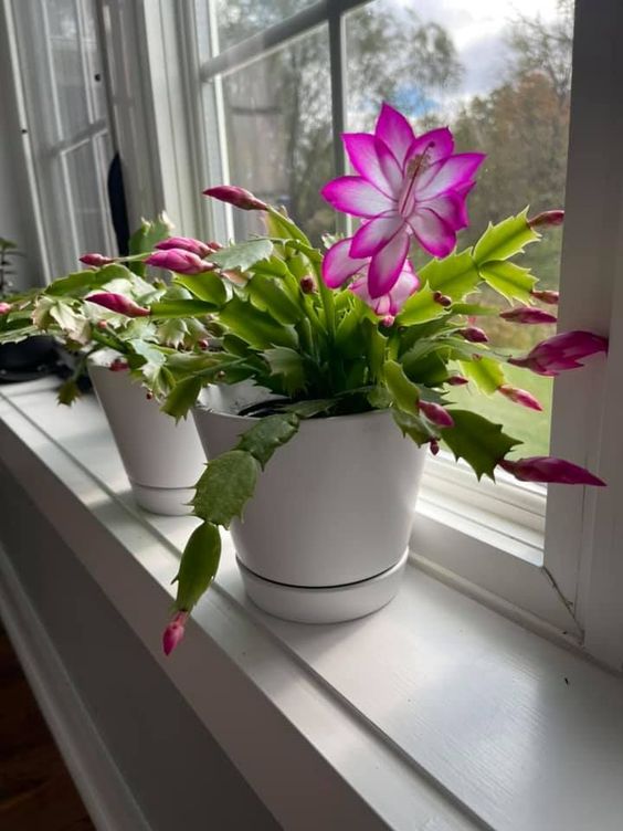 Ці п'ять рослин прикрасять ваш дім взимку: вони квітнуть цілий рік