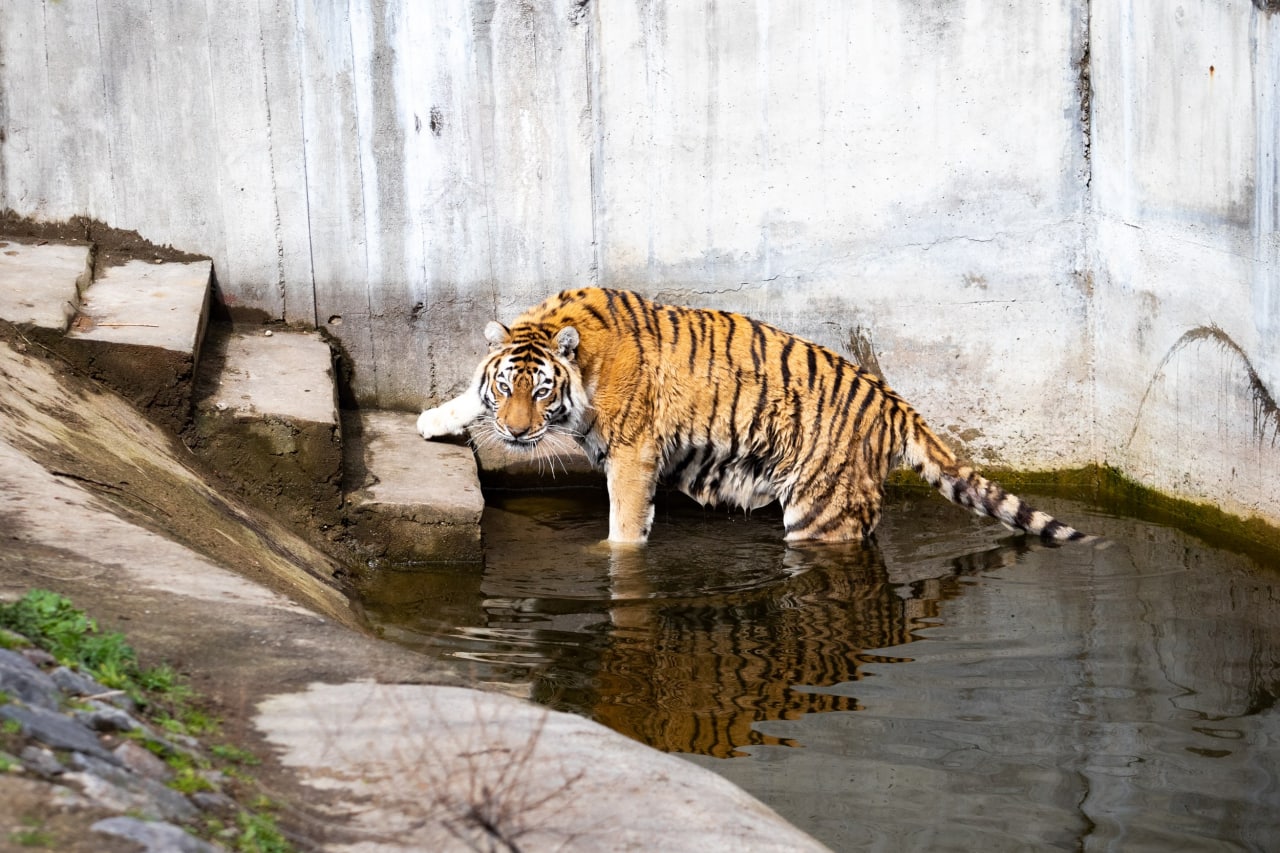 Київський зоопарк прийняв біженців з інших звіринців України: неймовірно милі фото