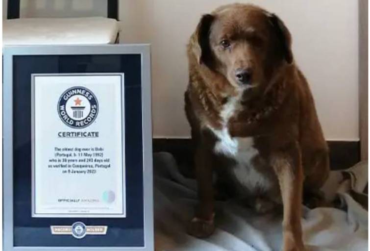 Переживут вас и ваших детей. Эти домашние животные живут дольше всего (фото)