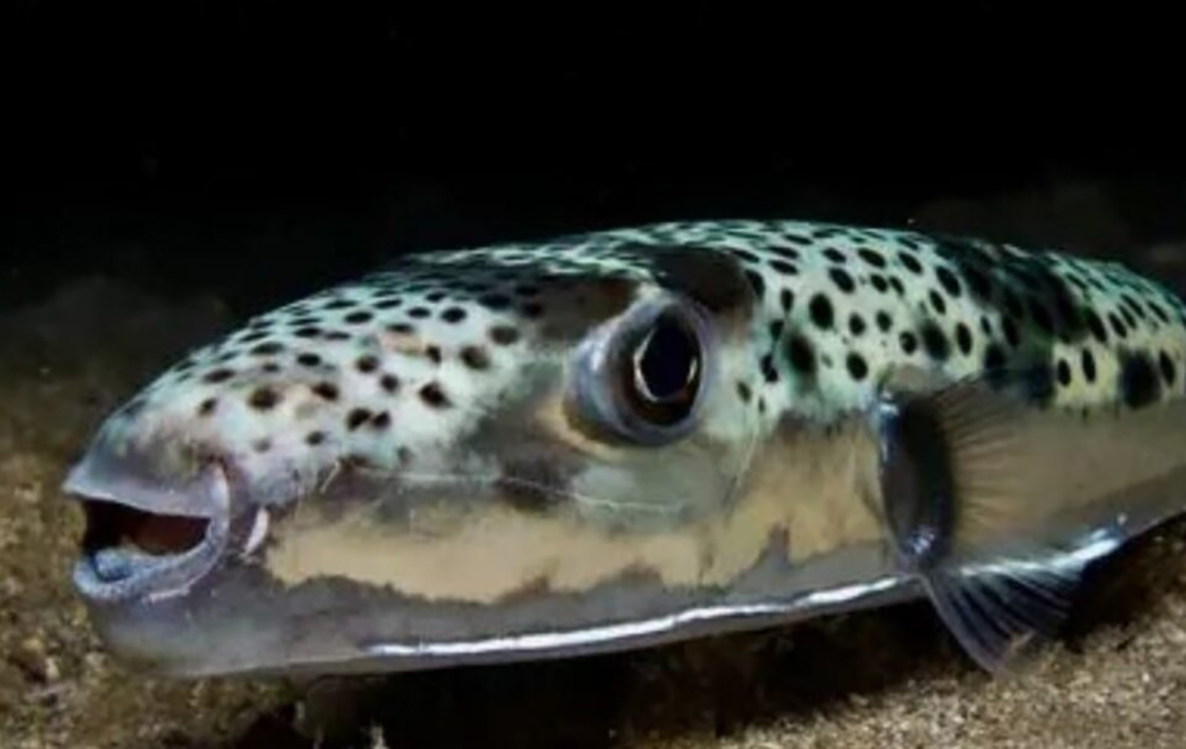 Смертельно отруйна риба-куля активно поширюється у Чорному морі: екологи б’ють на сполох