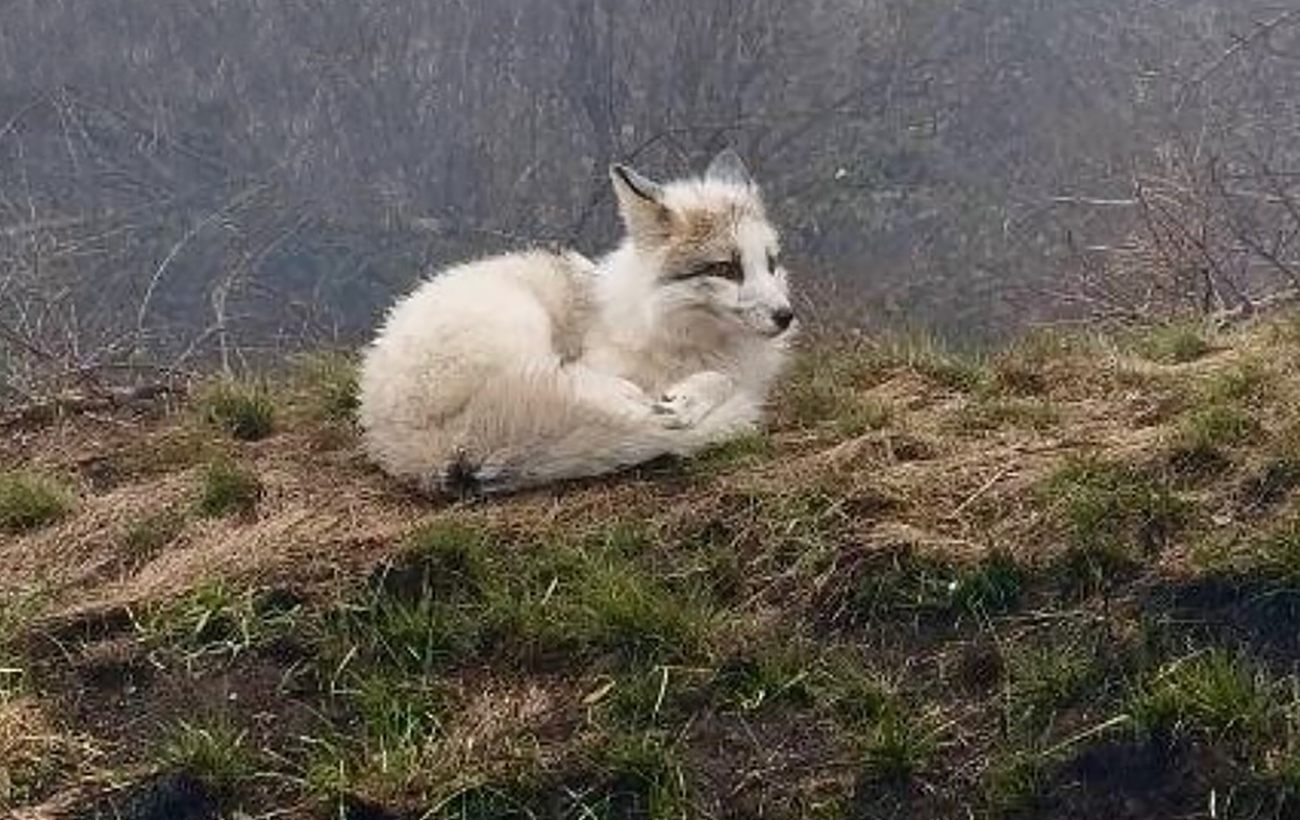 В Марганце увидели редкого зверя, который занесен в Красную книгу