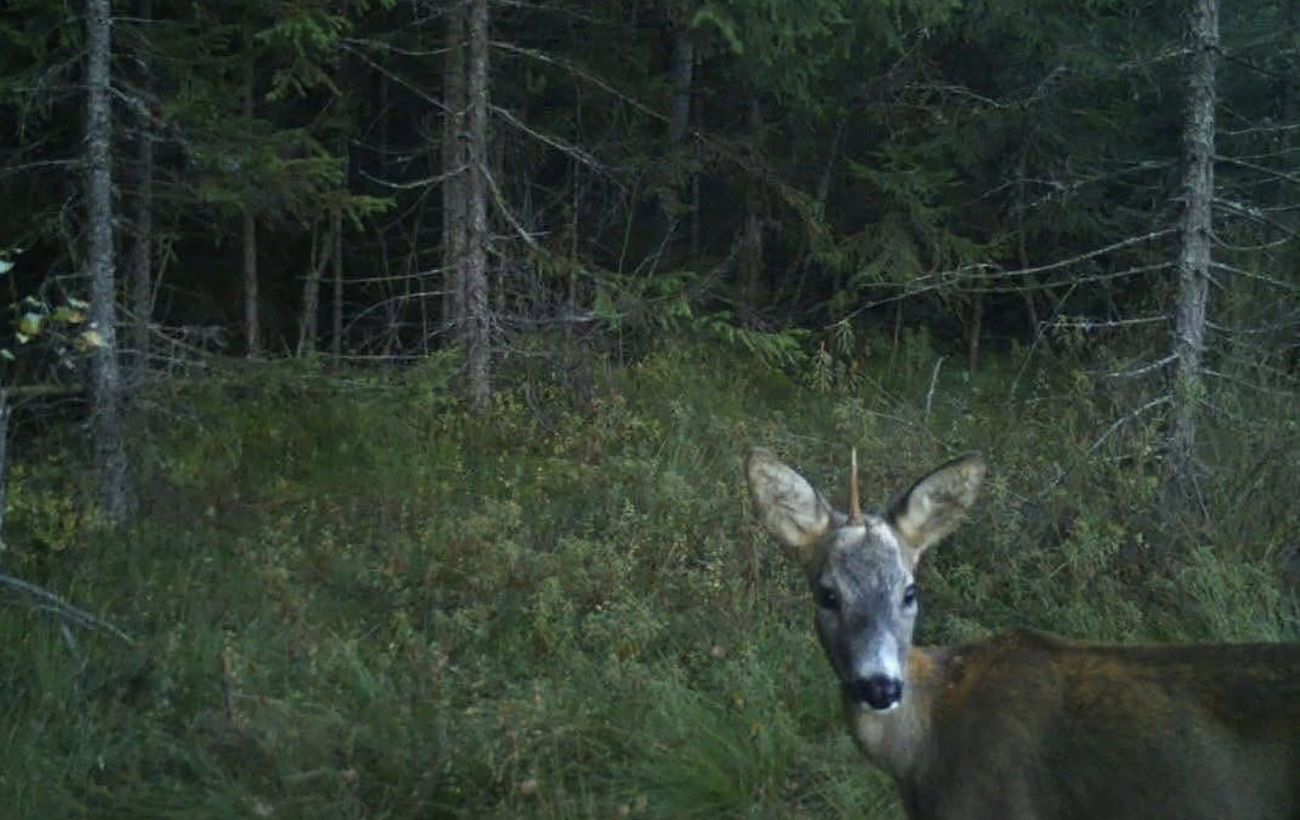 В Карпатах заметили &quot;единорога&quot;: редкое животное попало на фото