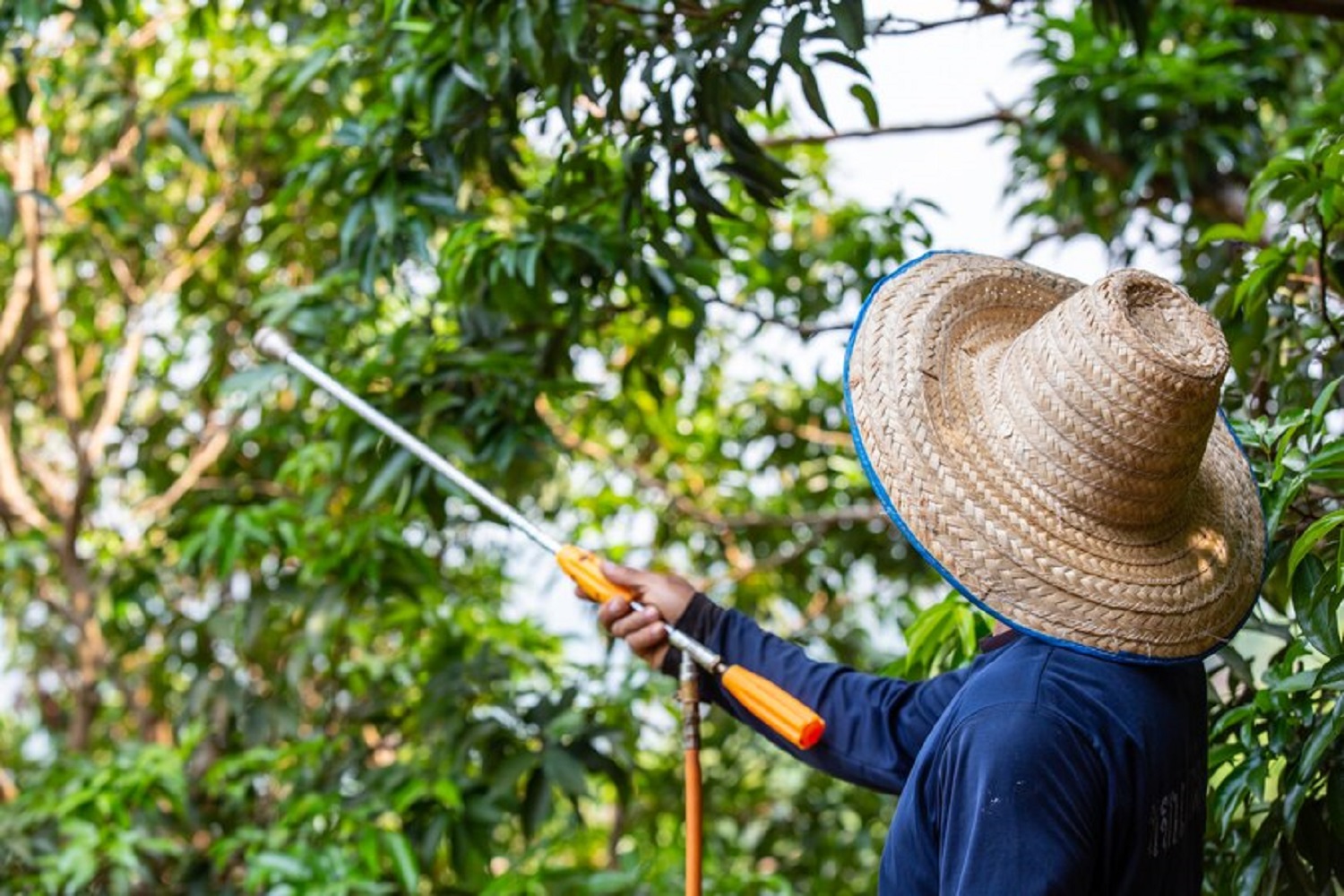 Яблука гниють на дереві? Що робити, щоб врятувати врожай