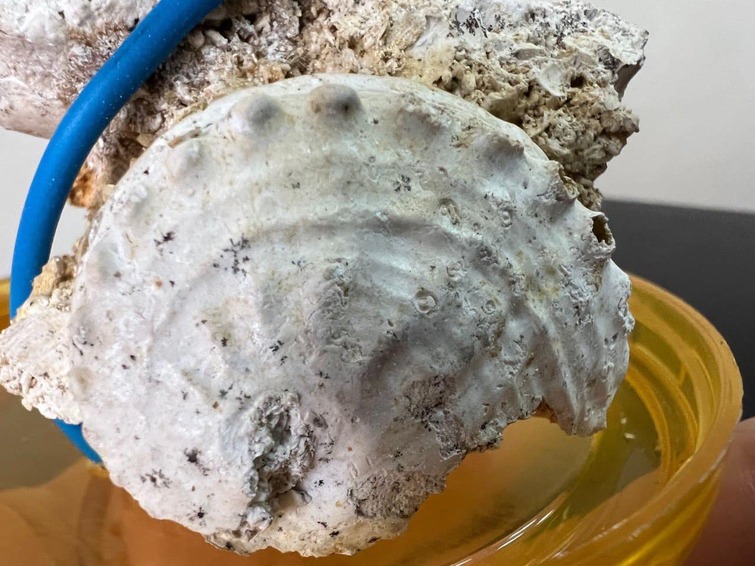 В Украине нашли уникальные остатки древних существ, которым 400 млн лет. Их хотели украсть