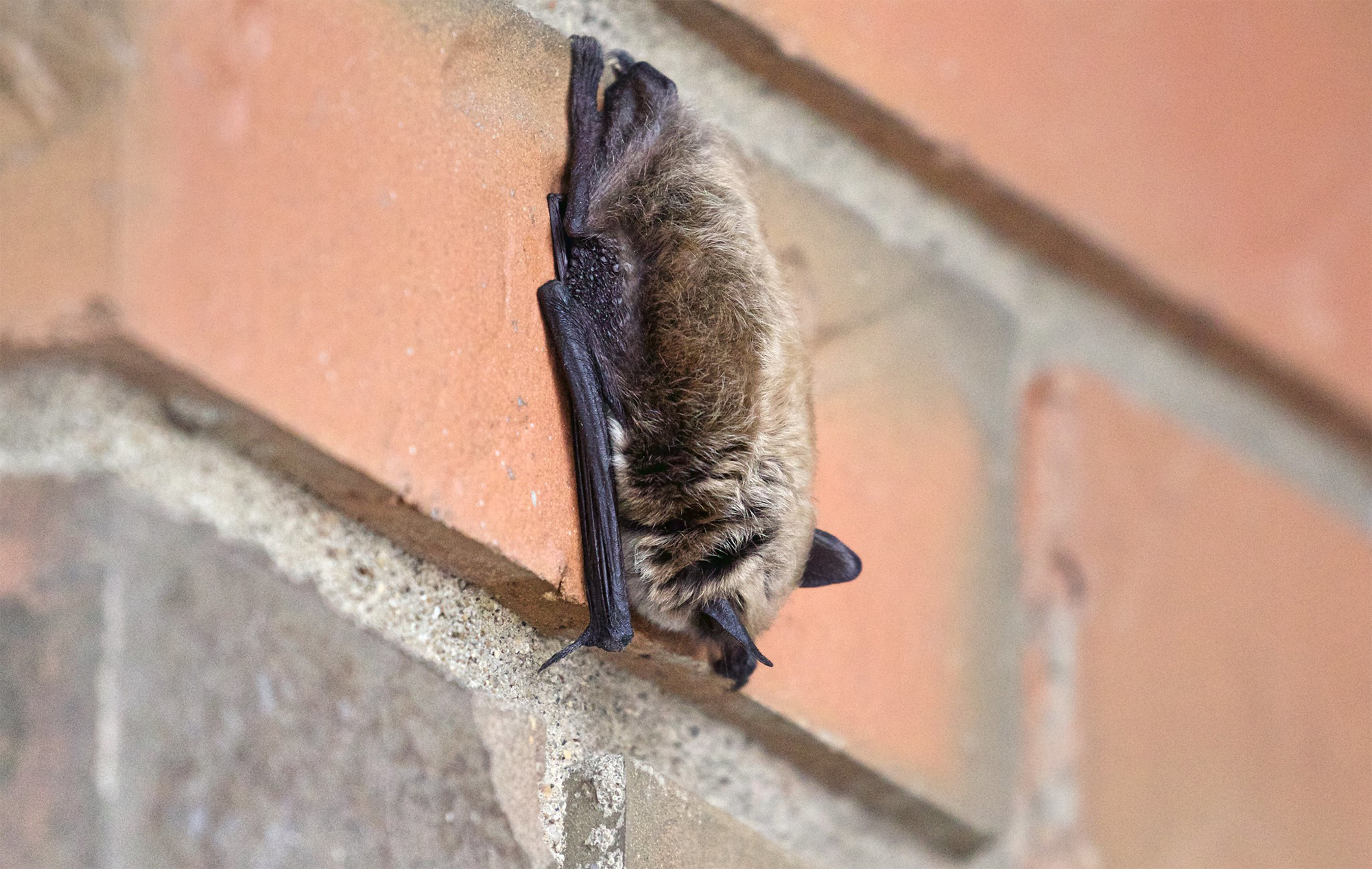 Чому кажани сплять вниз головою: ось, що з'ясували вчені