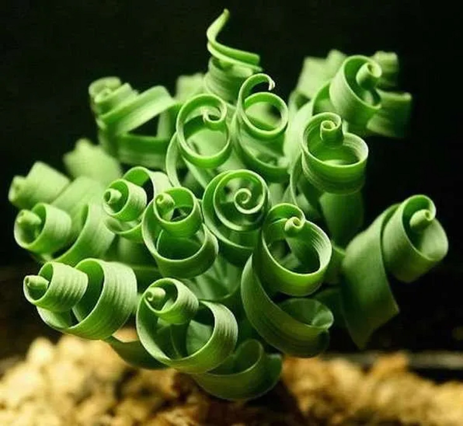 6 совершенно удивительных комнатных растений. Они словно из другого мира!