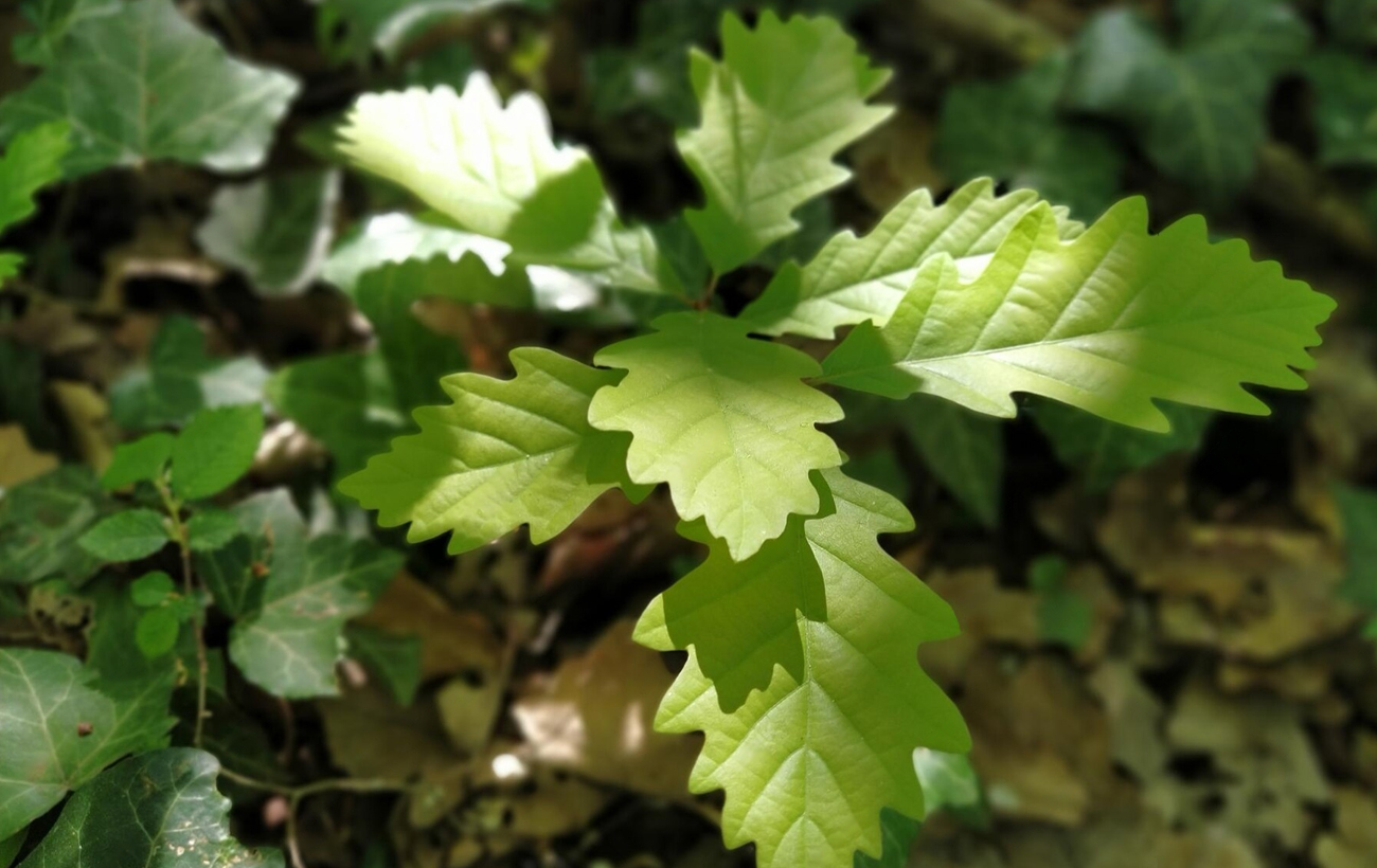 Не только для декора: вот, как вырастить дуб из желудя в домашних условиях