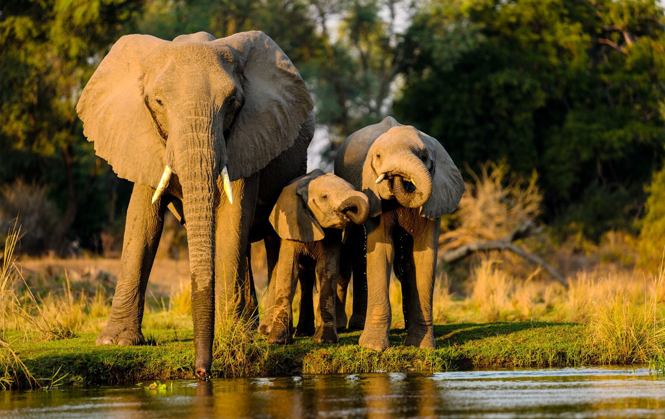 Топ-5 удивительных фактов, почему животные превосходят человека