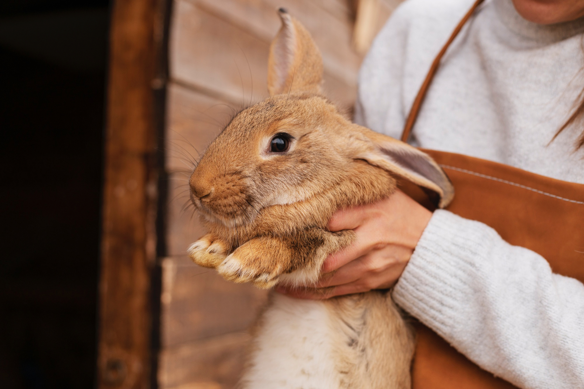 Действительно ли кроличья лапка приносит удачу? Узнайте правду