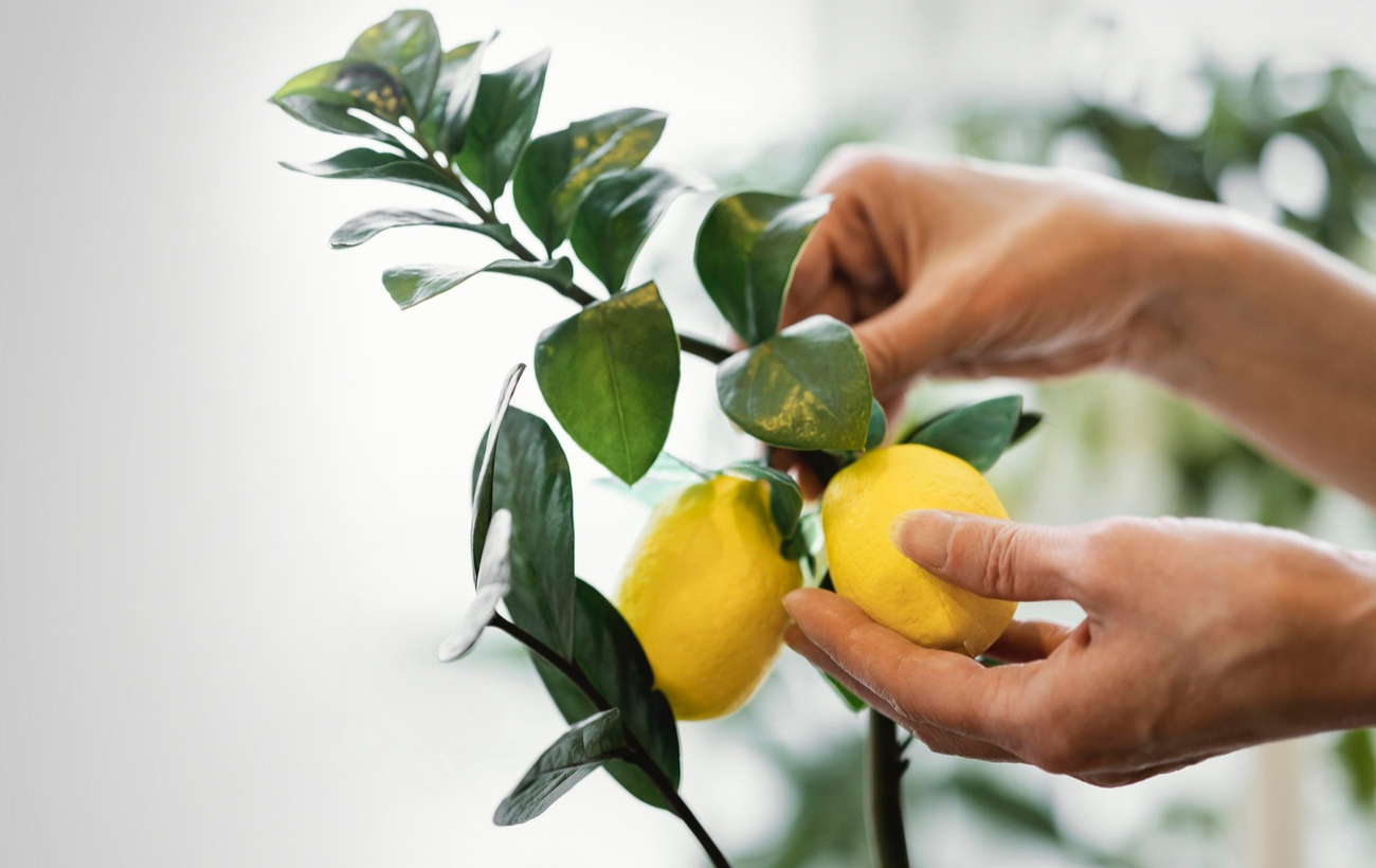 Будущий лимонад: как выращивать лимон в горшке