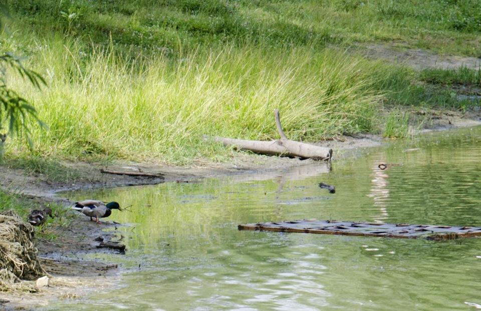 В Киеве появится новое озеро на месте почти исчезнувшего: что известно (фото)
