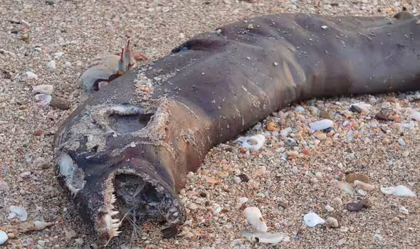 Такого еще не видели. На берег известного курорта выбросило "монстра из фильма ужасов" (фото)