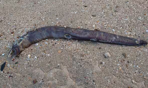 Такого еще не видели. На берег известного курорта выбросило "монстра из фильма ужасов" (фото)