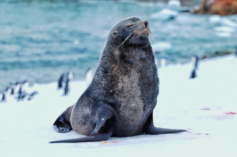 Пінгвіни без льоду, тюлені без укриття: як змінюється життя тварин Антарктики