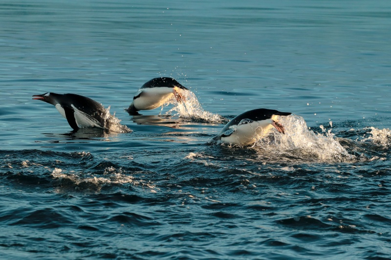 "Якщо Антарктида розтане – міста підуть під воду". Інтерв'ю з полярником про роботу на краю світу