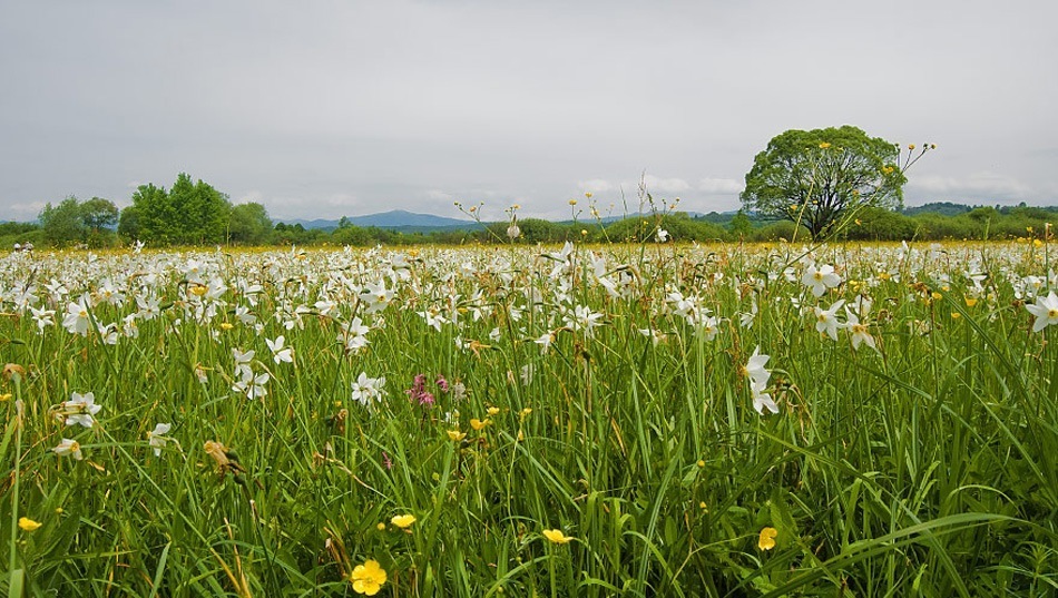 Від шафранів до сакур. Найяскравіші квіткові локації для весняної мандрівки