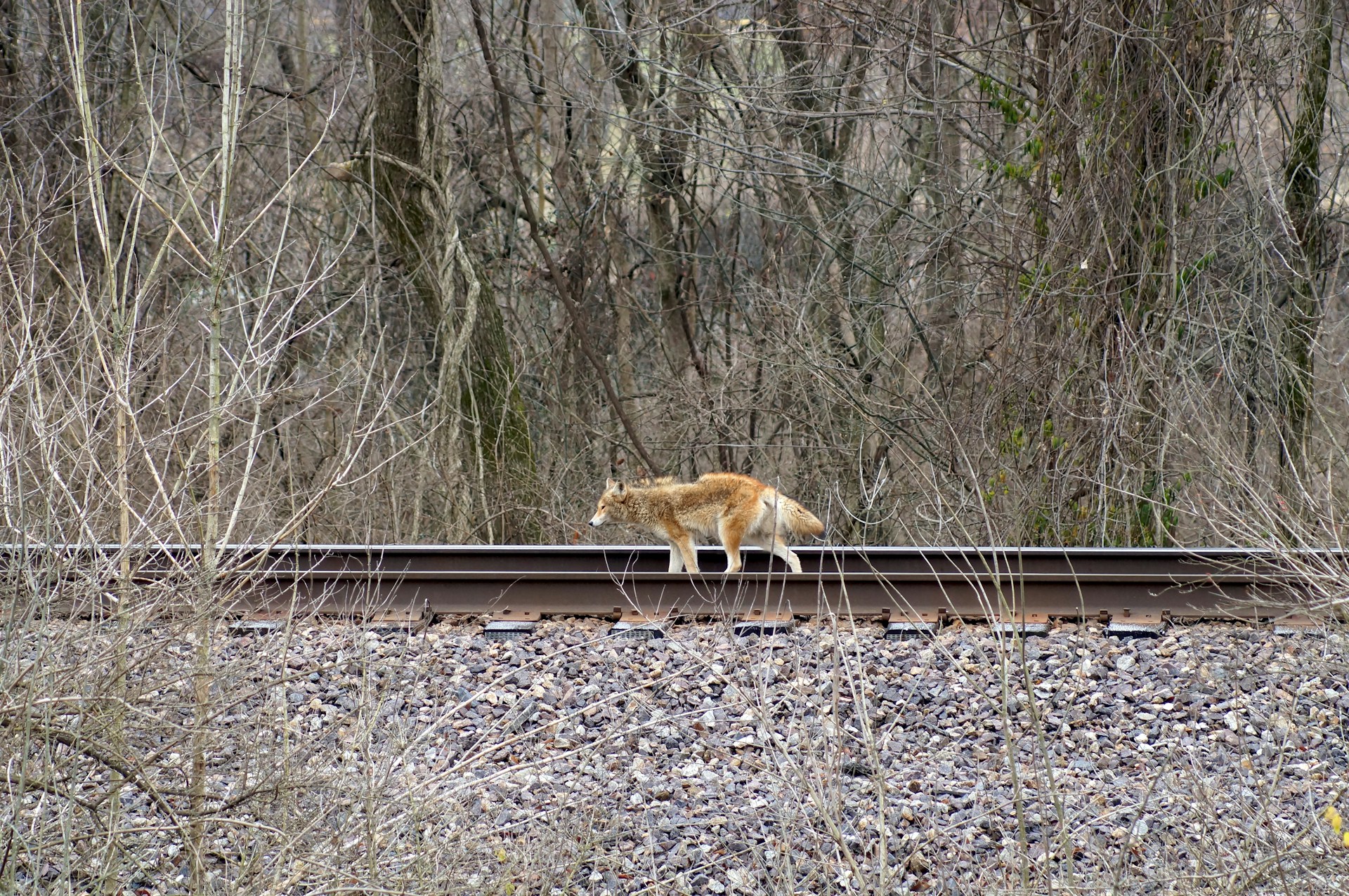 Дороги життя: як екологічні коридори допомагають дикій природі – і чому це важливо