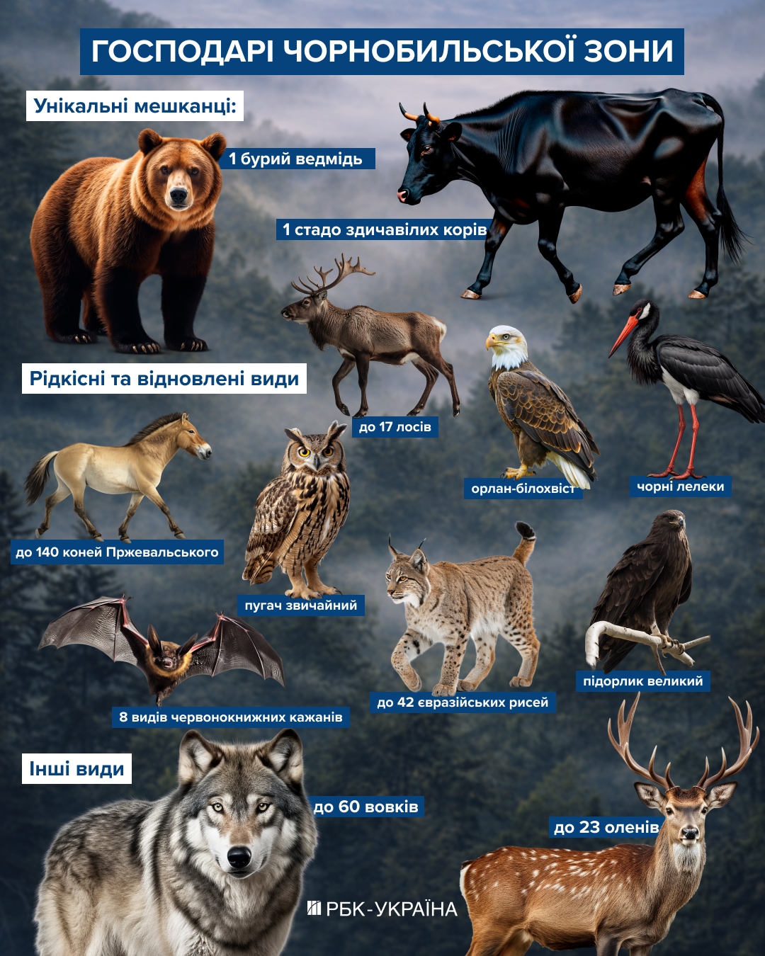 Водятся ли мутанты в Чернобыле и кто живет в рыжем лесу: блиц о животных зоны отчуждения