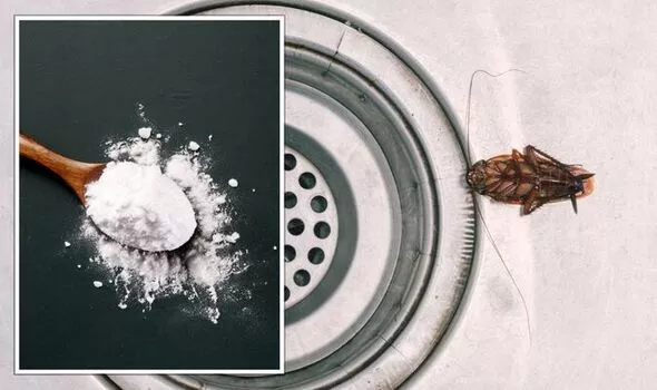 Это домашнее средство избавит вас от тараканов раз и навсегда: есть на каждой кухне