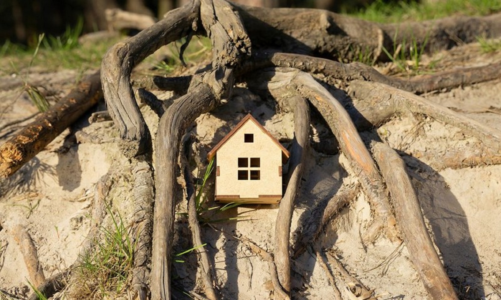 Они разрушают фундамент. Какие деревья нельзя сажать возле дома