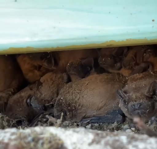 Прогризали шлях до квартири. Львівські зоозахисники врятували майже пів сотні кажанів