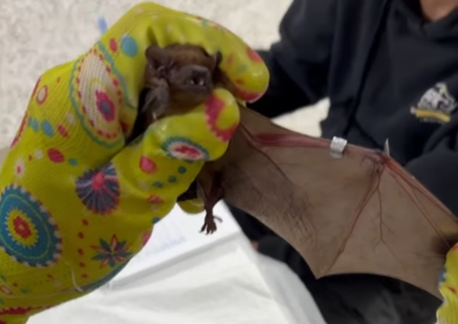 Прогризали шлях до квартири. Львівські зоозахисники врятували майже пів сотні кажанів