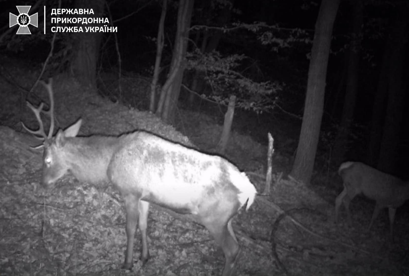 Навіть зубр. Українців попередили про &quot;хвилю вторгнень&quot; диких звірів на кордоні (фото)