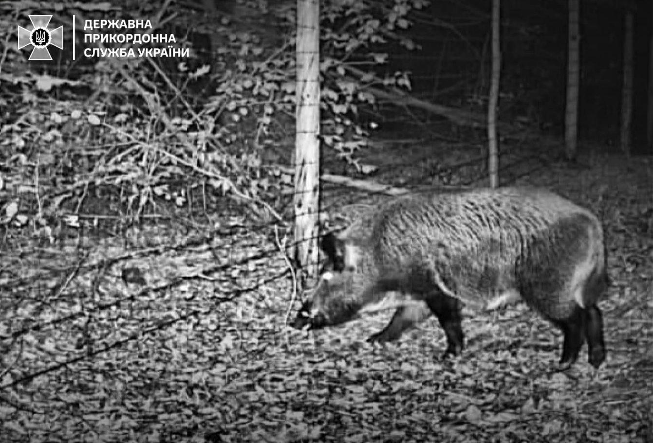 Навіть зубр. Українців попередили про &quot;хвилю вторгнень&quot; диких звірів на кордоні (фото)
