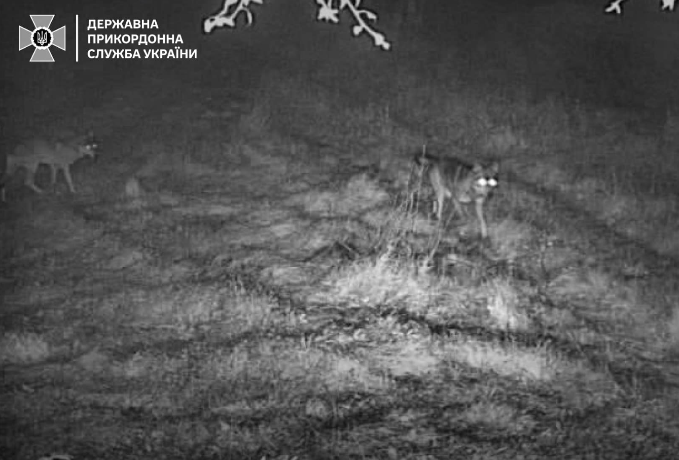 Навіть зубр. Українців попередили про &quot;хвилю вторгнень&quot; диких звірів на кордоні (фото)