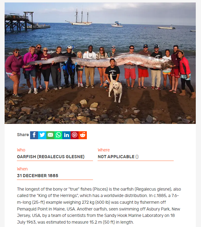 Монстр з океанських глибин. Чи варто насправді боятися "морського змія" - найдовшої у світі риби