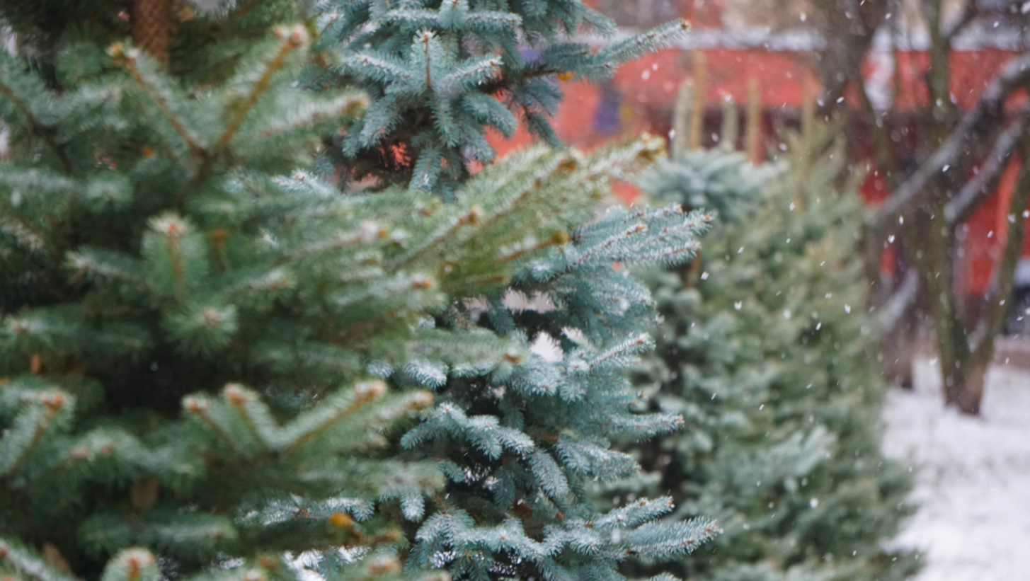 &quot;Сморід&quot; і &quot;бруд&quot;. Як хвойні дерева Києва рятують від вирубки вандалами напередодні свят