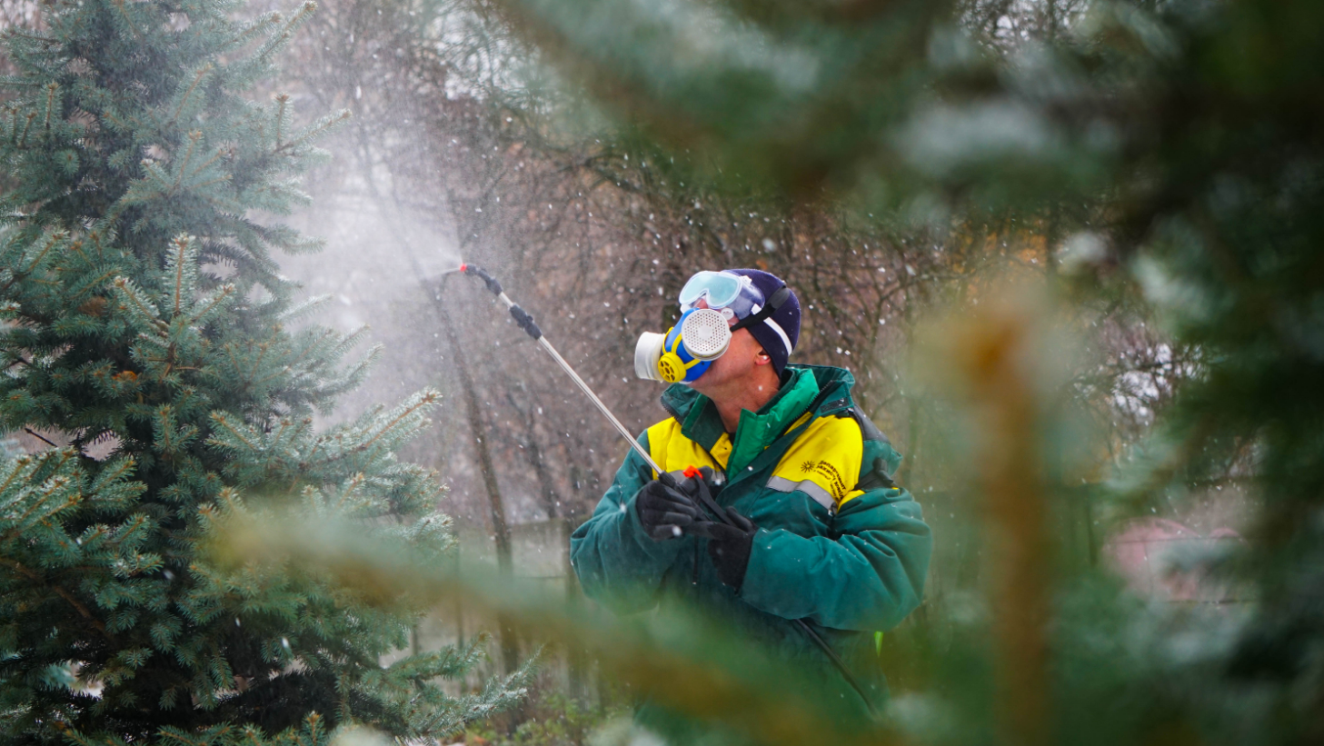 &quot;Сморід&quot; і &quot;бруд&quot;. Як хвойні дерева Києва рятують від вирубки вандалами напередодні свят
