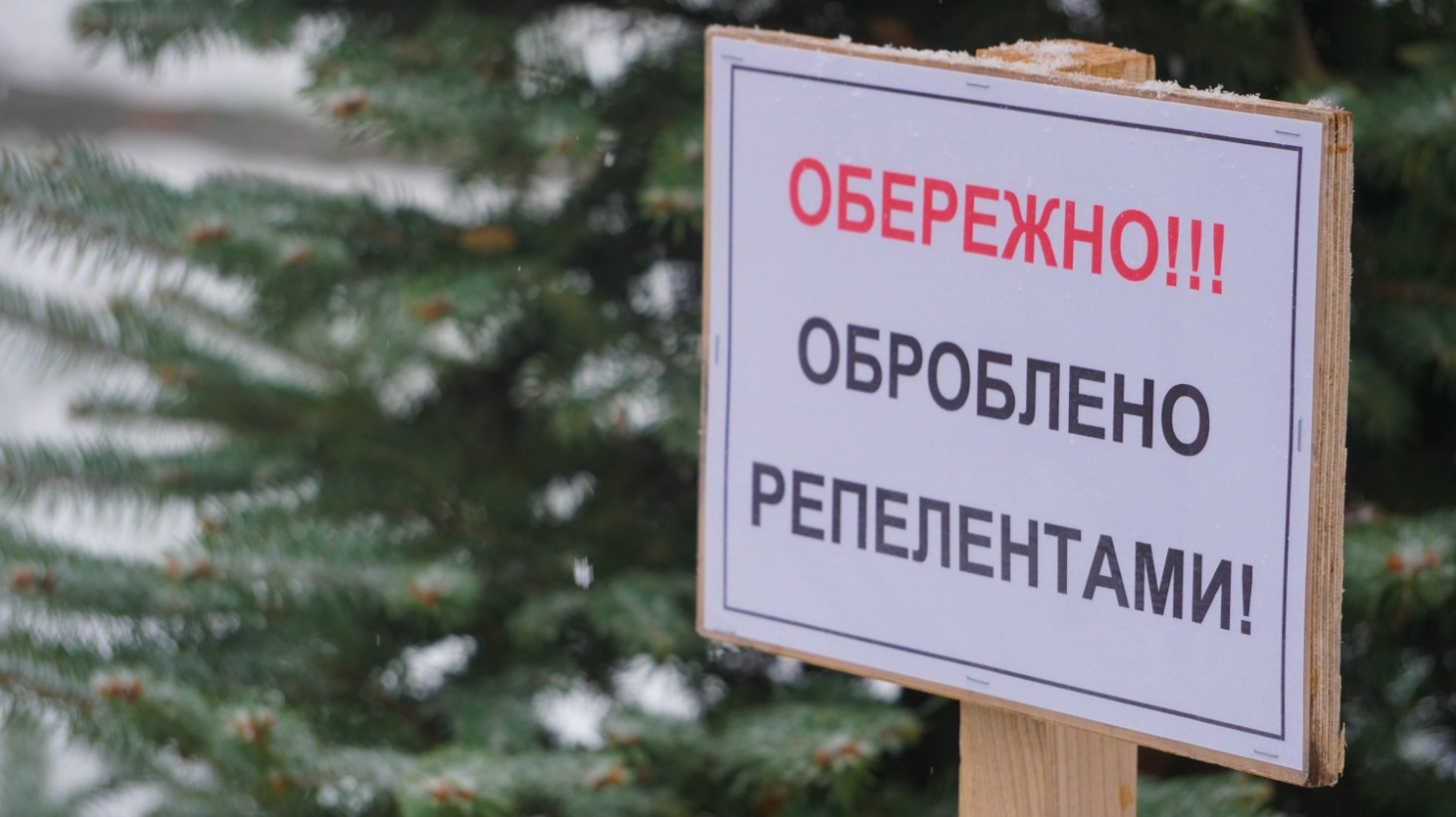 &quot;Сморід&quot; і &quot;бруд&quot;. Як хвойні дерева Києва рятують від вирубки вандалами напередодні свят