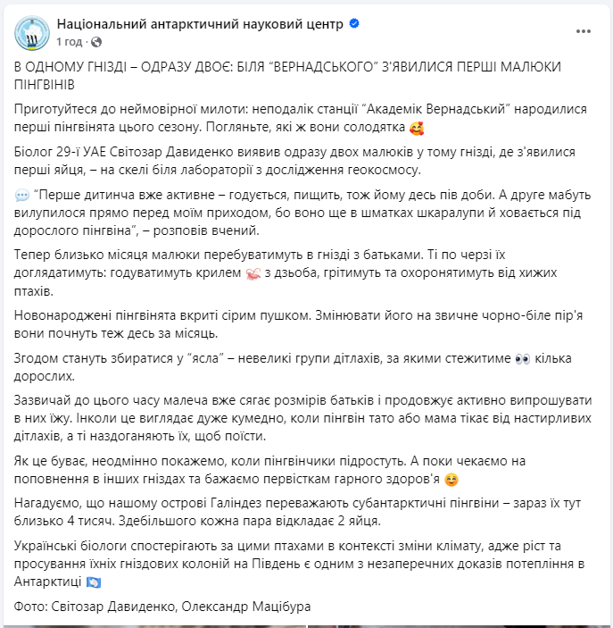 Возле станции "Академик Вернадский" появились первые малыши пингвинов: невероятные кадры