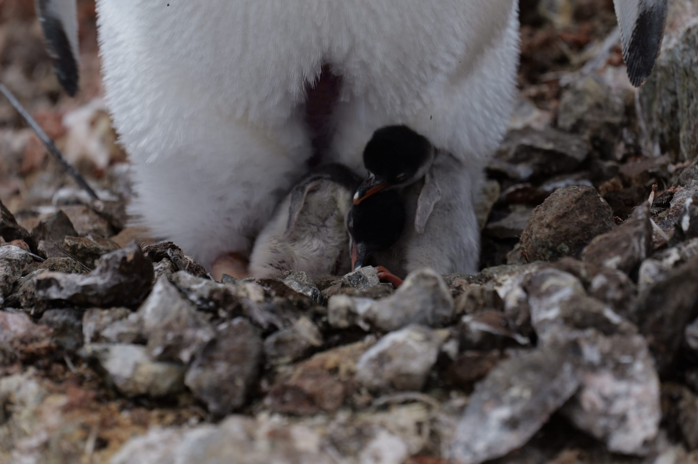 Возле станции "Академик Вернадский" появились первые малыши пингвинов: невероятные кадры