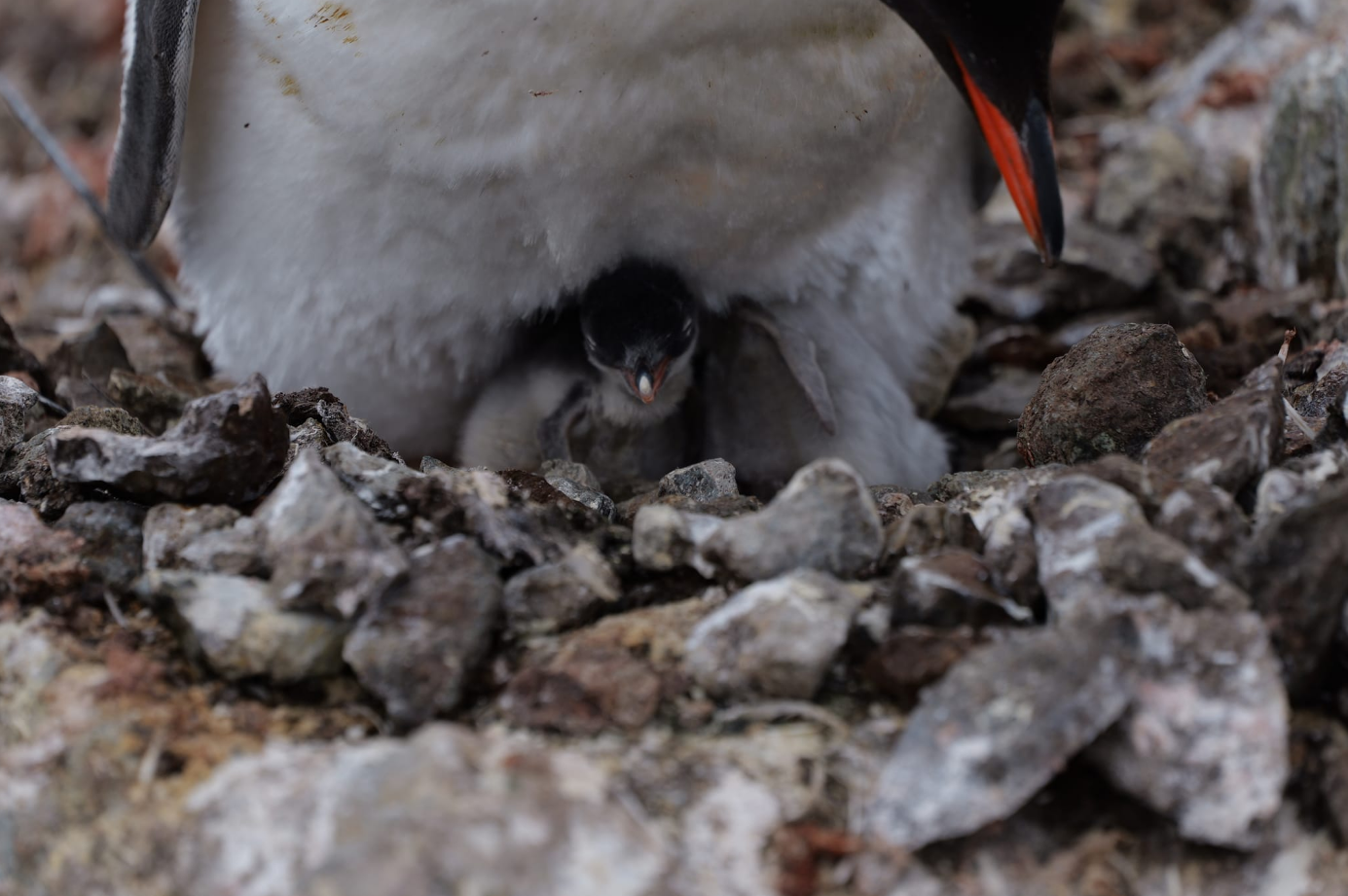 Возле станции "Академик Вернадский" появились первые малыши пингвинов: невероятные кадры