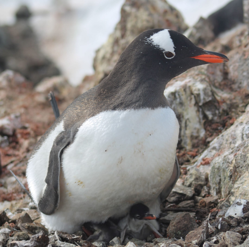 Возле станции "Академик Вернадский" появились первые малыши пингвинов: невероятные кадры