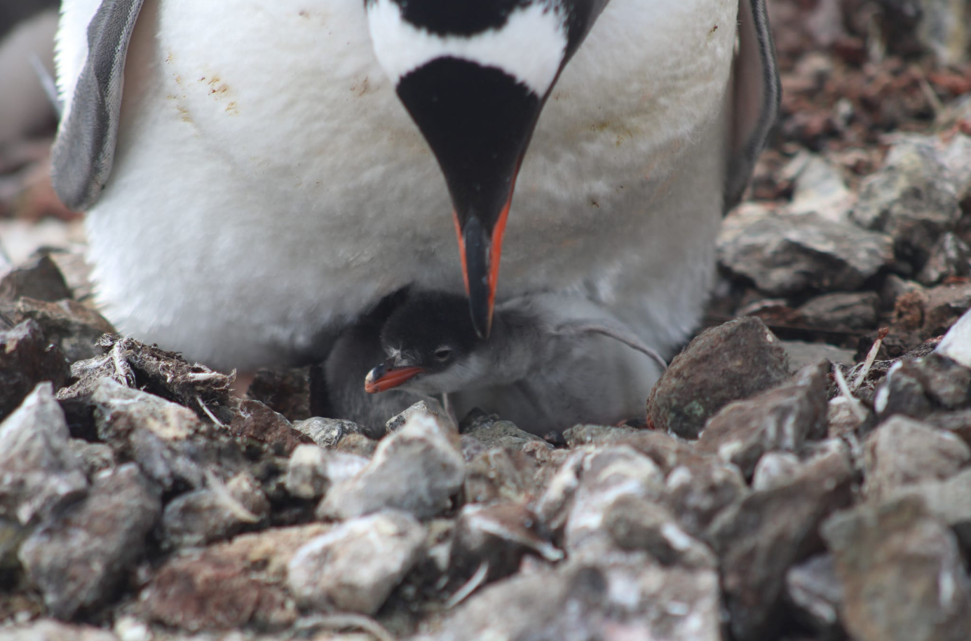 Возле станции "Академик Вернадский" появились первые малыши пингвинов: невероятные кадры