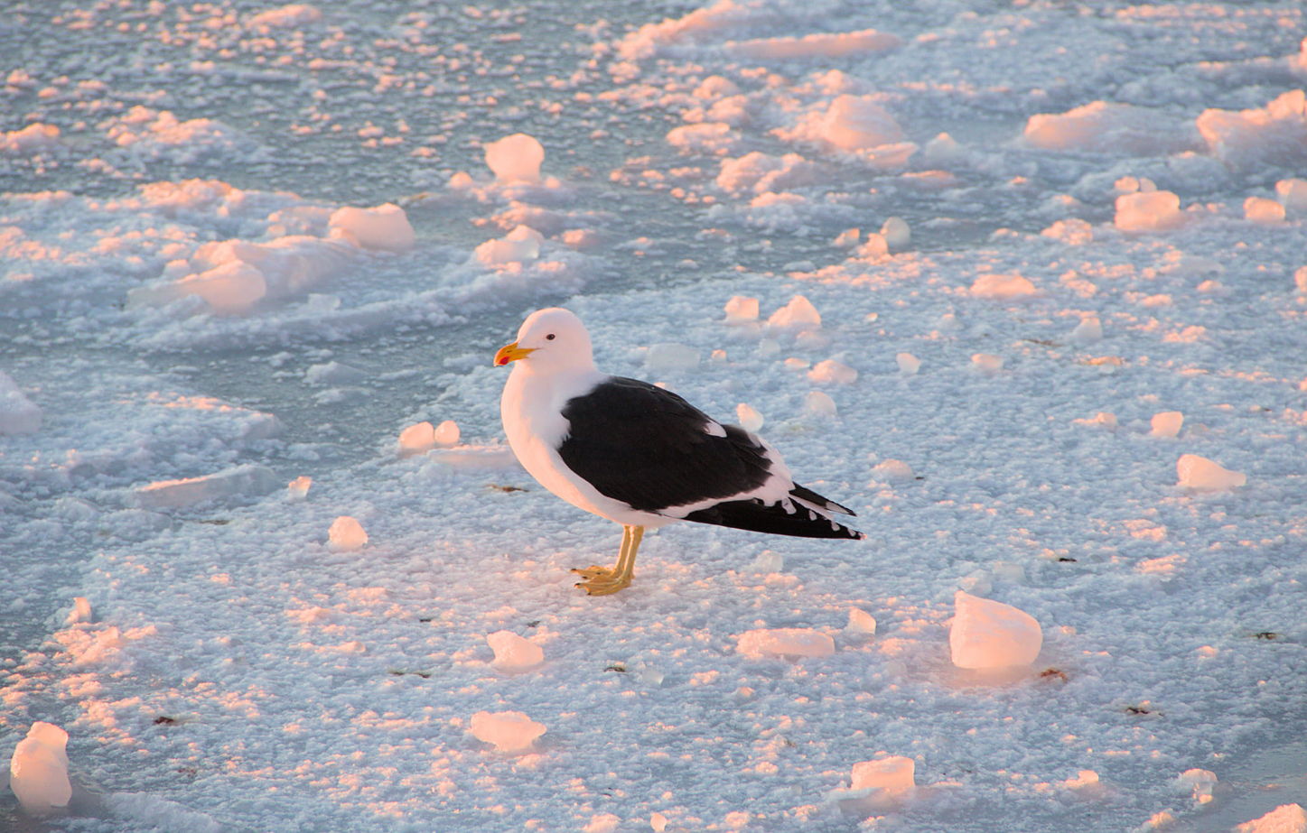 Самая холодная за 6 лет. Как прошла полярная зима возле &quot;Академика Вернадского&quot; (фото)