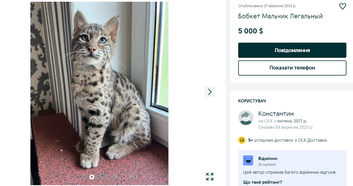 Эксклюзив или фрики? 10 пород кошек, за которые украинцы готовы отдать 200 тысяч