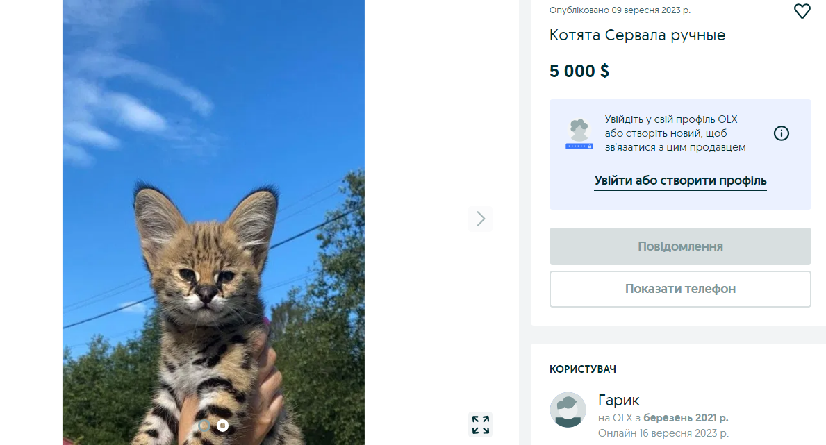 Эксклюзив или фрики? 10 пород кошек, за которые украинцы готовы отдать 200 тысяч