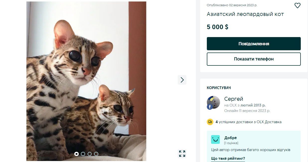Эксклюзив или фрики? 10 пород кошек, за которые украинцы готовы отдать 200 тысяч