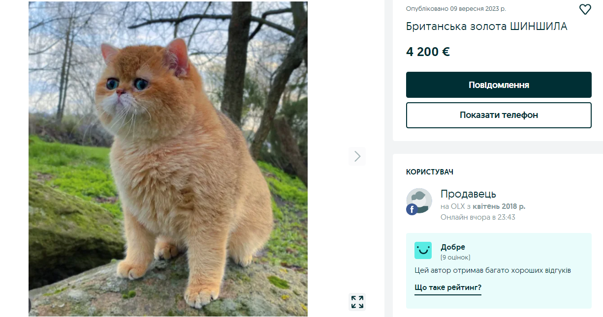 Эксклюзив или фрики? 10 пород кошек, за которые украинцы готовы отдать 200 тысяч
