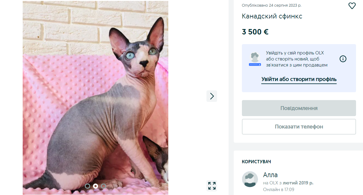 Эксклюзив или фрики? 10 пород кошек, за которые украинцы готовы отдать 200 тысяч